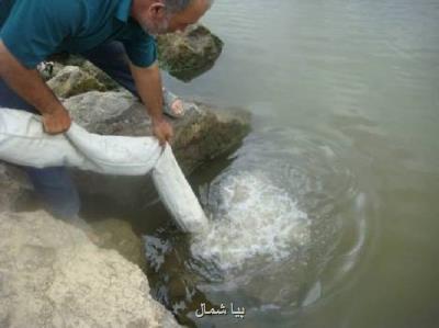رهاسازی 700 هزار قطعه بچه ماهی در رودخانه های رویان و ایزدشهر