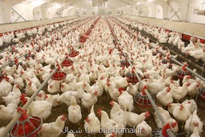 پرواز قیمت مرغ در بازار آزاد نهاده ها