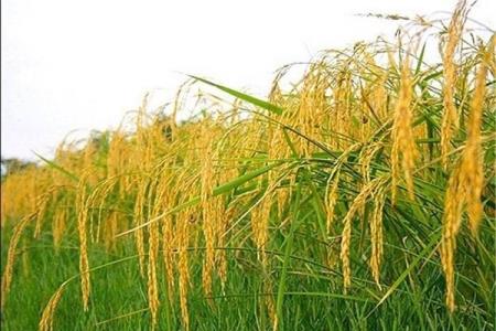 برداشت بیش از ۸۰ هزار تن راتون از شالیزارهای گیلان