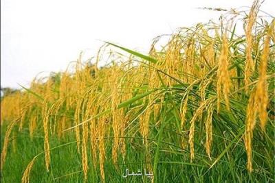 برداشت بیش از ۸۰ هزار تن راتون از شالیزارهای گیلان