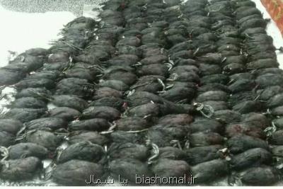 كشف 160 قطعه پرنده چنگر شكارشده در فریدونكنار