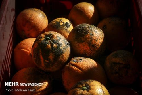 ضایعات بالای مركبات