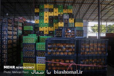 پیش بینی صادرات ۲۰۰ هزار تنی مركبات از مازندران