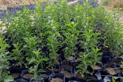 تولید 850 هزار اصله نهال توت در كشور